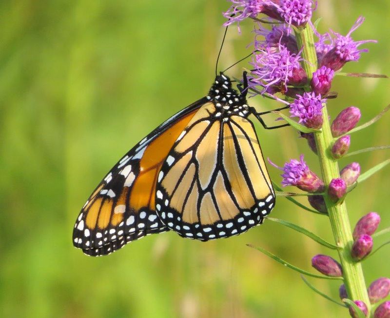 Essential Tips For Catching Monarch Butterflies In Delaware This Summer