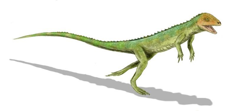 Eudibamus: The First Bipedal Runner