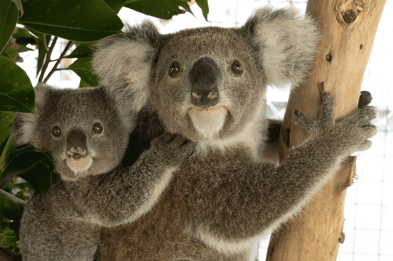 Support Koala Sanctuaries