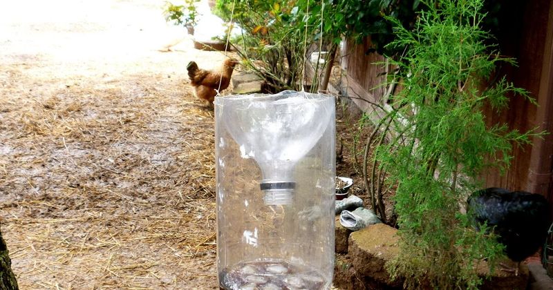 Set Up Fly Traps