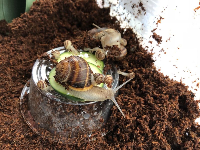 Snails: Calcium-Rich Specialties