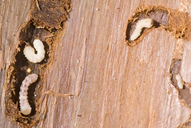 Wood Devourers