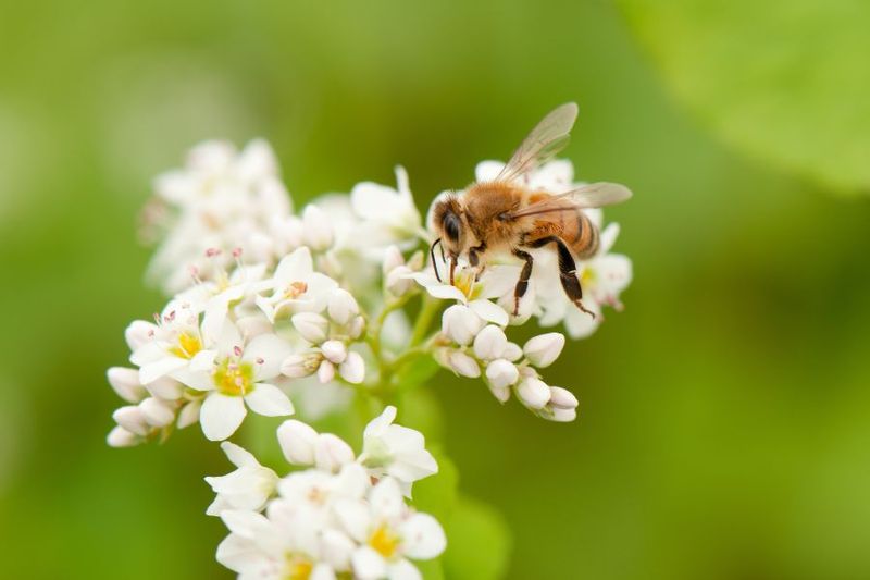 Ditch The Chemicals