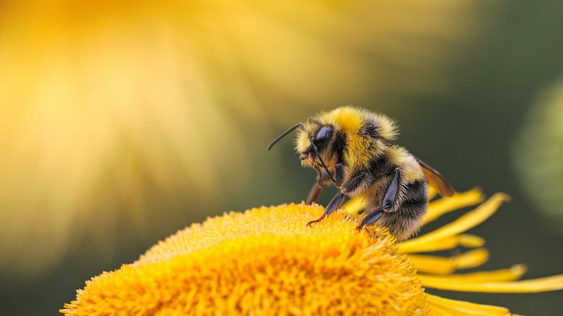 Create A Bee-Friendly Yard Without Chemicals