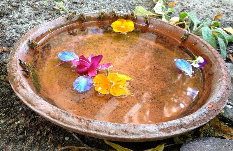 Create A Bee Bath