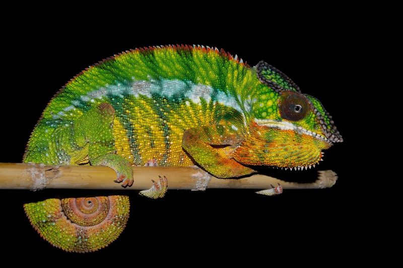 Chameleon