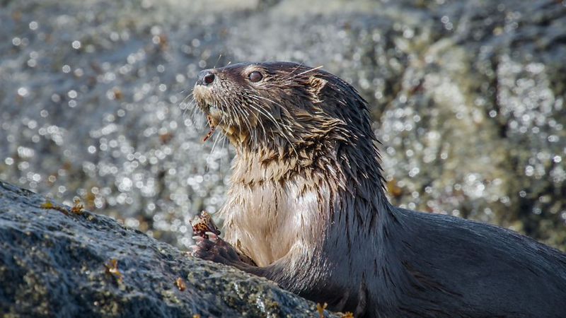 Marine Otters