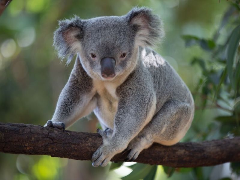 Koala