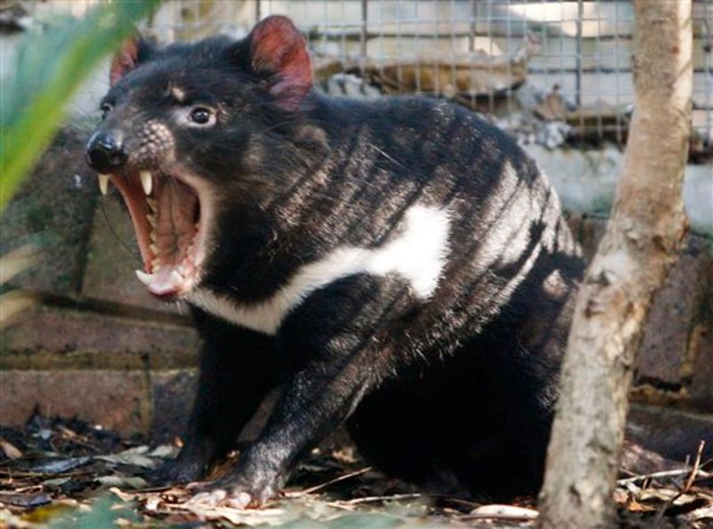 Tasmanian Devil: Fierce Yet Endangered