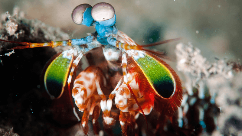 Mantis Shrimp: The Rainbow Knockout Artist