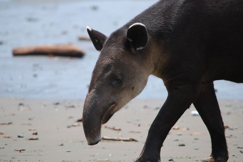 Tapir: Jungle's Midnight Gardener