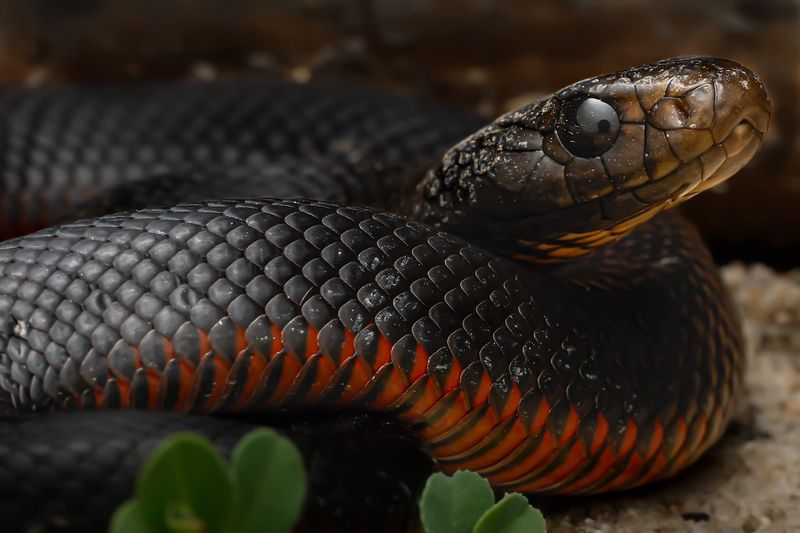Red-Bellied Black Snake