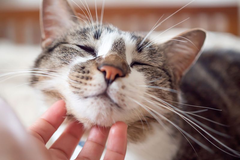 Purrs Of Contentment