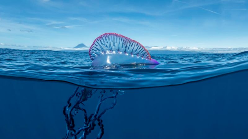 Portuguese Man O' War: Beautiful Danger