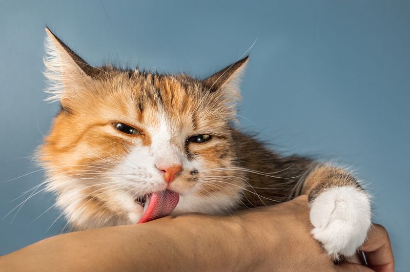 Grooming You