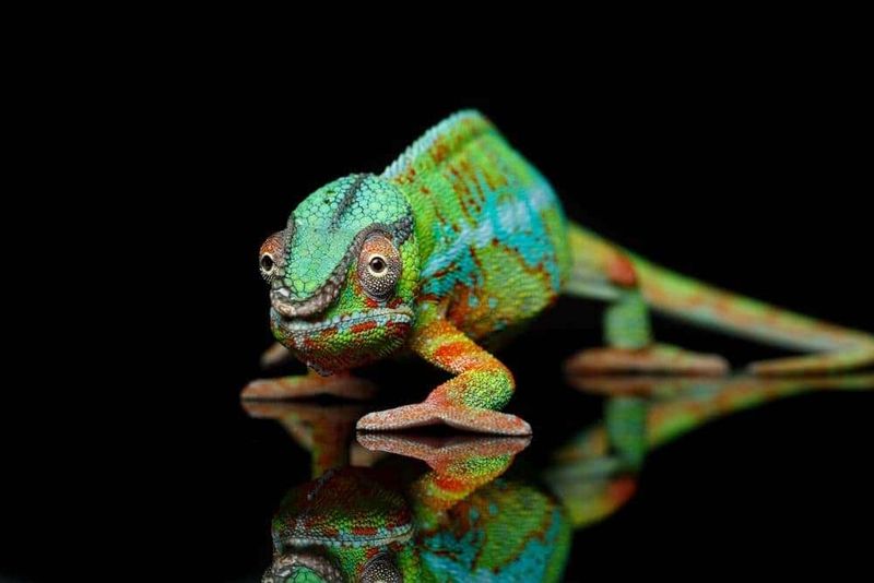 Chameleons Master The Art Of Transformation