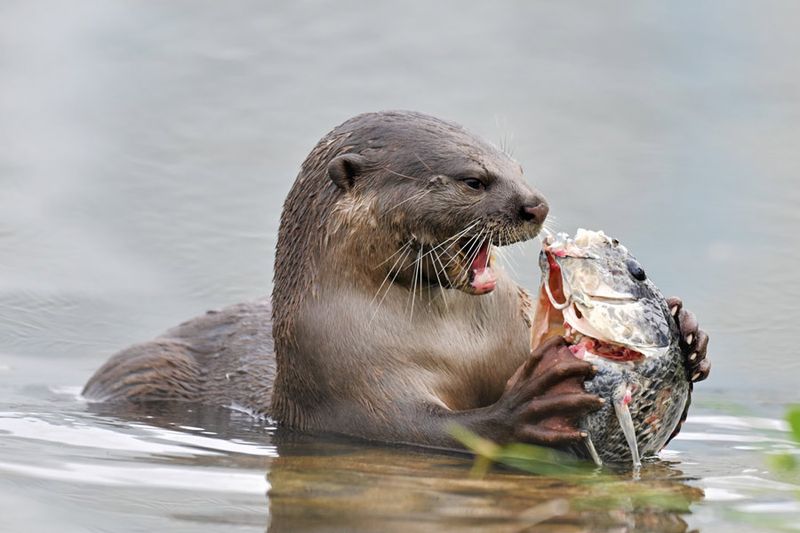 Feeding Habits Vary By Season