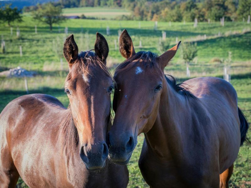 Shared Grazing Patterns