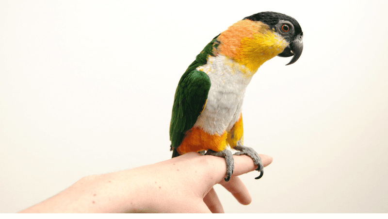 Charismatic Caiques With Bouncy Personalities