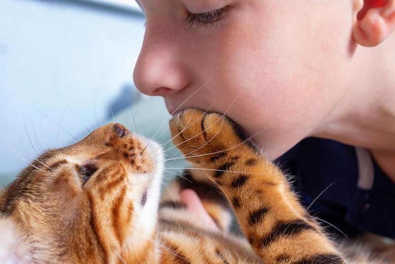 Paw Pat Affection
