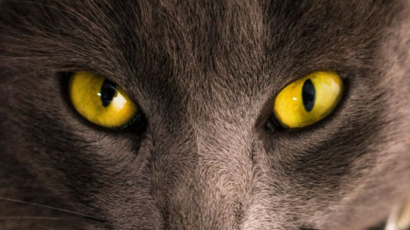 Soulful Eyes