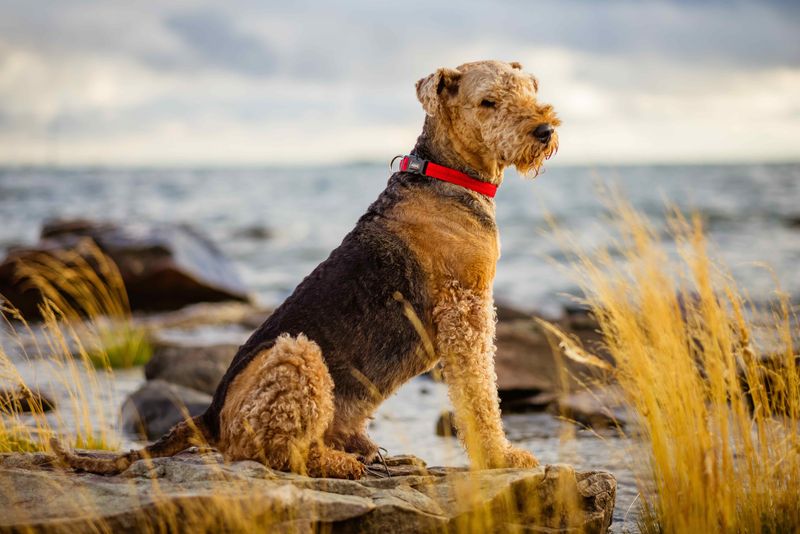 Healthier Than Many Other Breeds