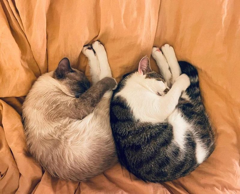 Synchronized Napping