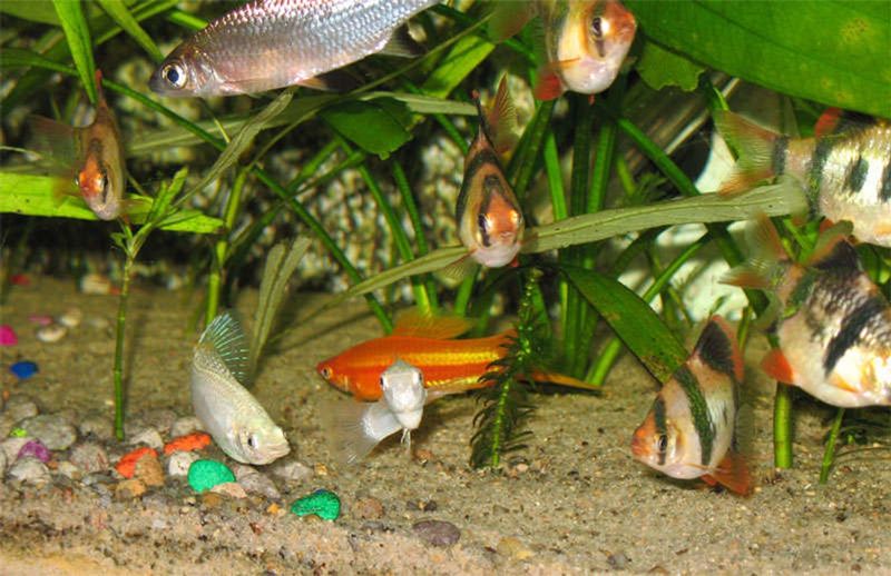 Molly Fish And Tiger Barbs