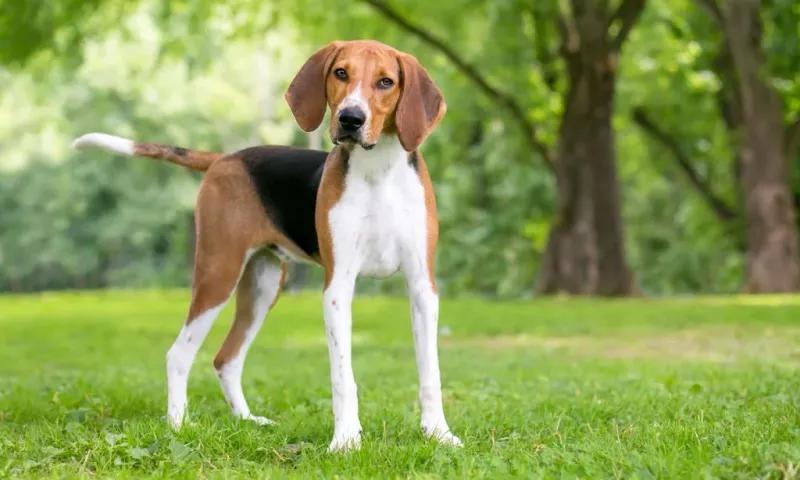 American Foxhound: George Washington's Hunting Pack