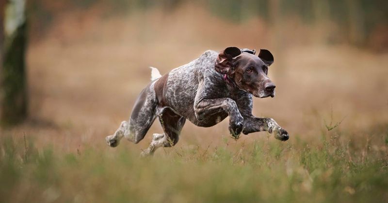 German Shorthaired Pointer