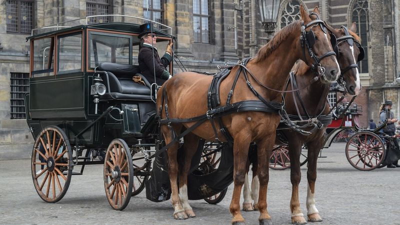 Carriage Horse