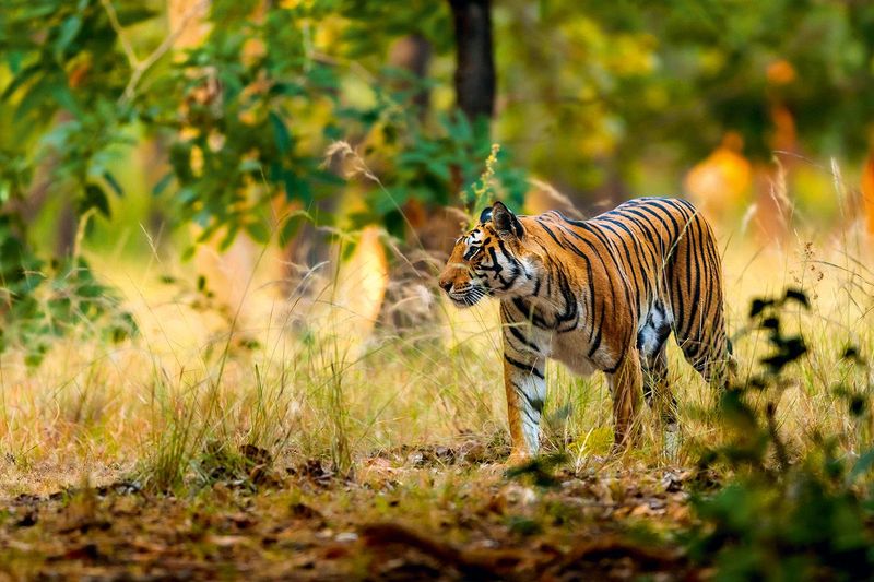 India's Conservation Success