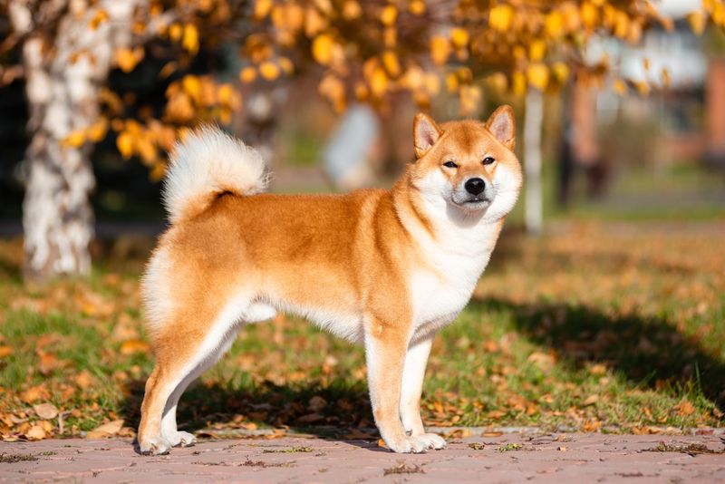 Noble Loner: The Shiba Inu