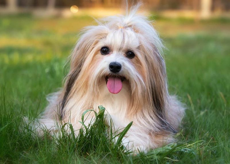Sunshine In Fur Form: Havanese
