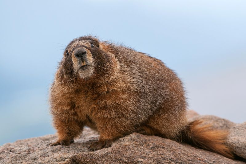 Marshmallow Mountaineers: Marmots