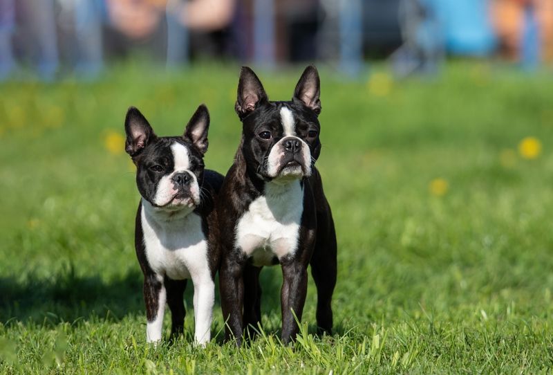 Confident Comedians: Boston Terriers