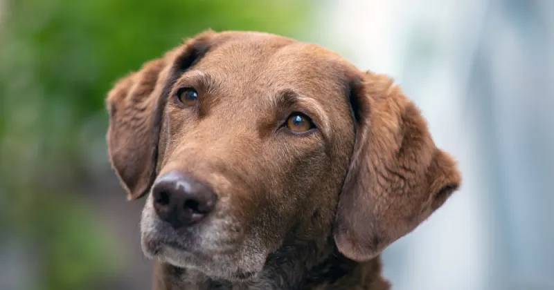 Chesapeake Bay Retriever