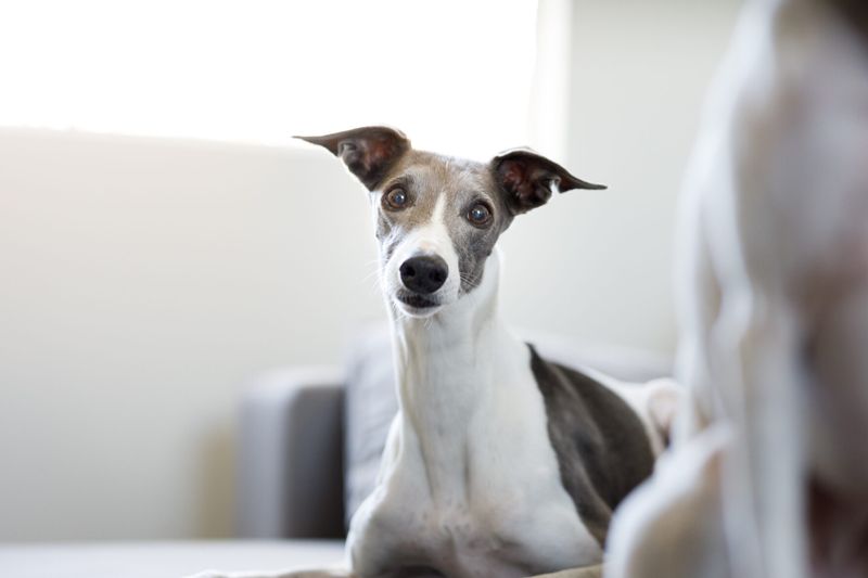 Subtle Companions: Whippets
