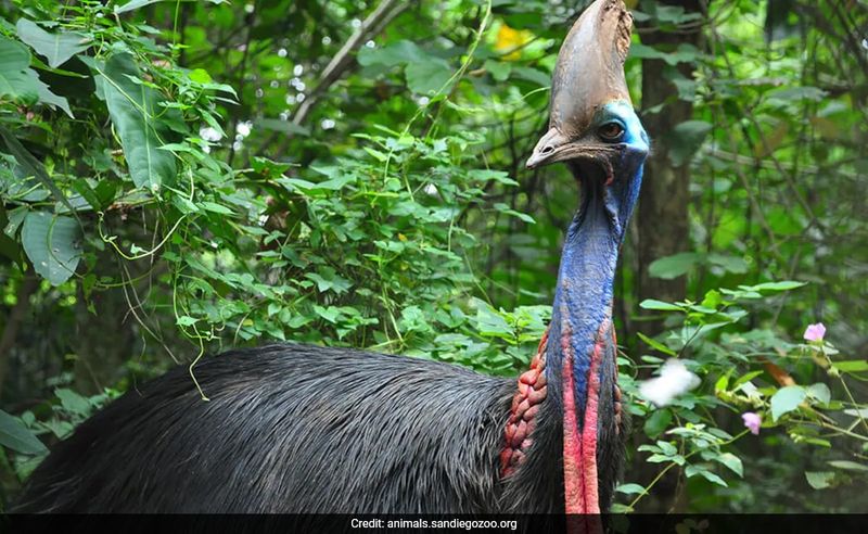 Cassowary