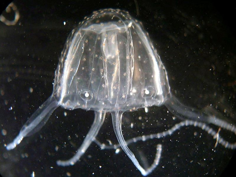 Irukandji Jellyfish: Invisible Pain-Bringer