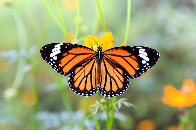 Monarch Butterfly