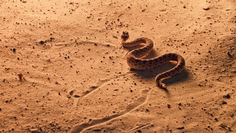 Desert's Invisible Predator