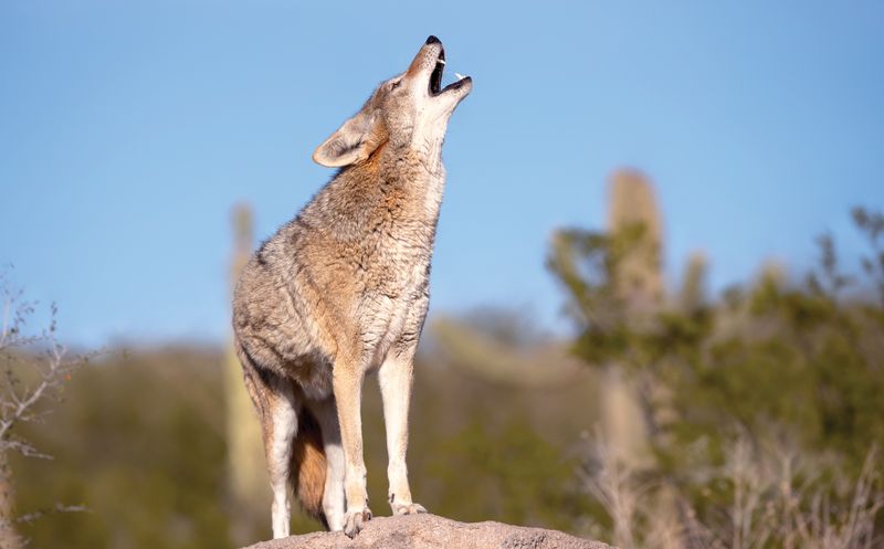 Unstoppable Opportunists: Coyote