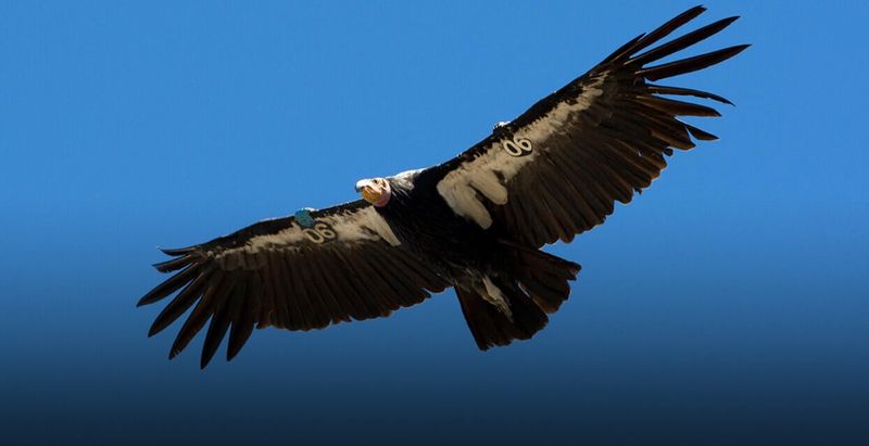 California Condor – The Sky's Largest Comeback Story