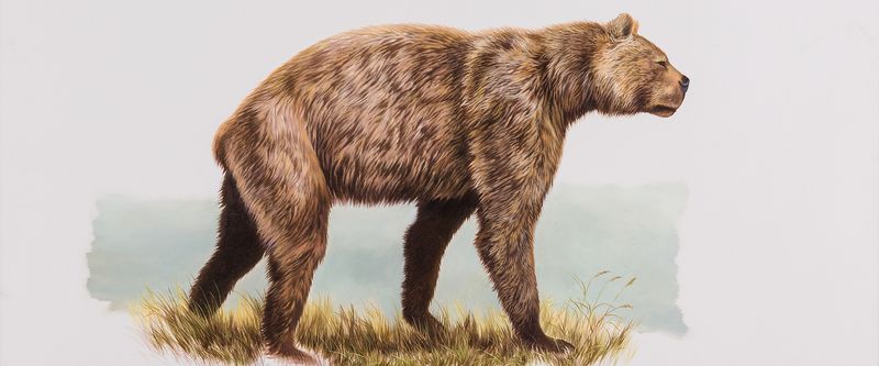 Giant Short-Faced Bear