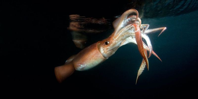 Humboldt Squid