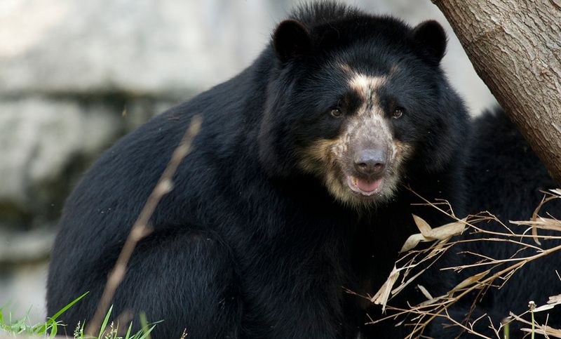 Andean Bear (Spectacled Bear)