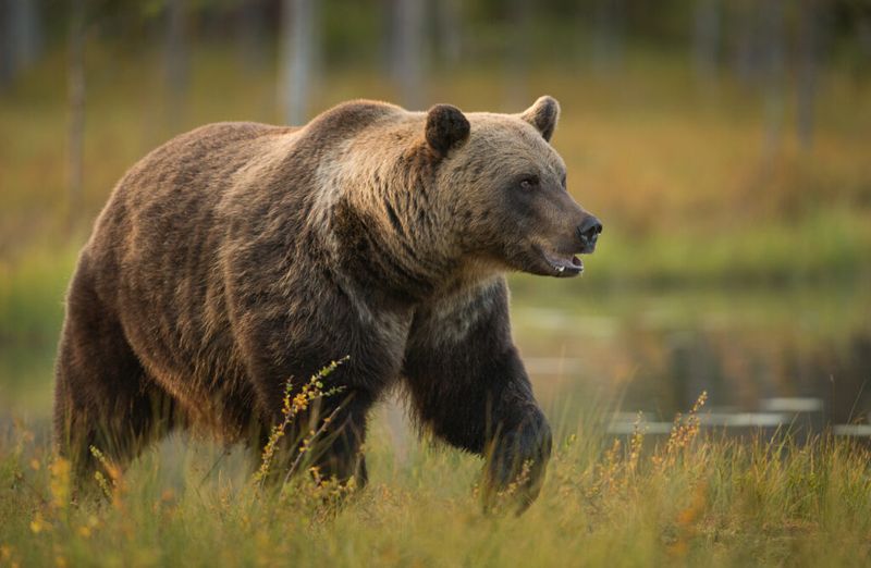 Eurasian Brown Bear