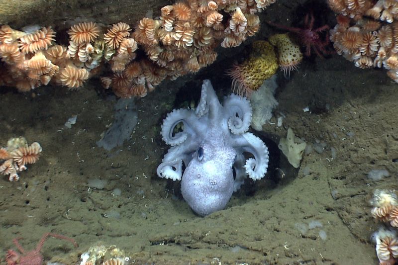 Octopus