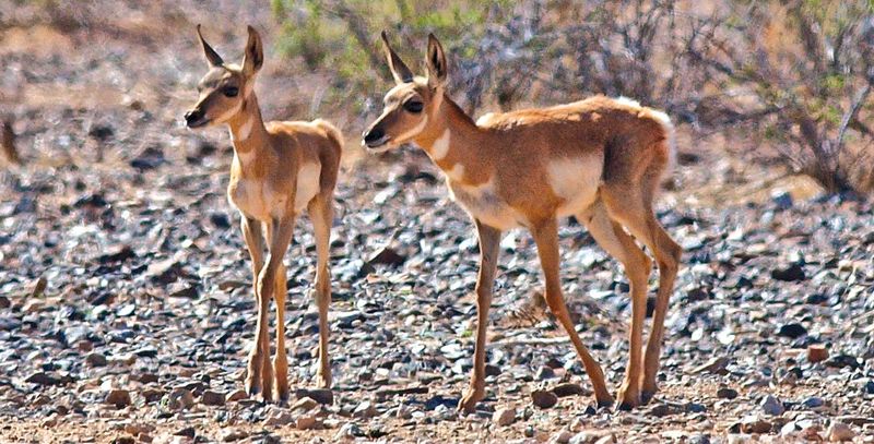 Sonoran Pronghorn